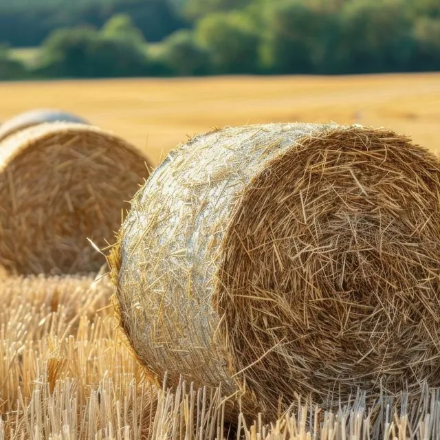 thumbnail for publication: Comparison of Hay or Round Bale Silage as a Means to Conserve Forage